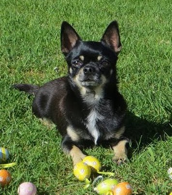 Dogs Passion, Eleveur de Chiens à Balignac