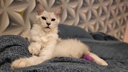 Les Goldens du Château, Eleveur de Chiens à Vigneulles-lès-Hattonchâtel