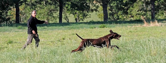 Élevage & dressage chien d'arrêt allemand, Eleveur de Chiens à Thoras