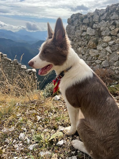 Les Perles De Lily-Rose, Eleveur de Chiens à Fayence