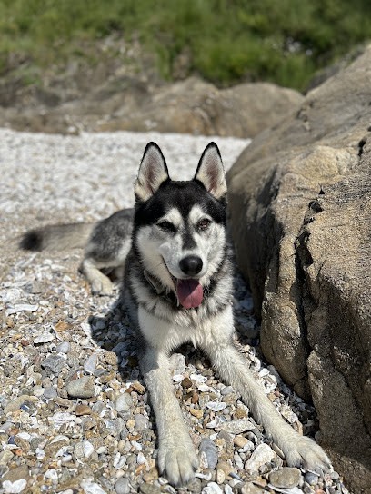 LES FOUILLUS Pension pour chiens et chats Le Mans La Flèche 72, Pension pour Chiens à La Fontaine-Saint-Martin