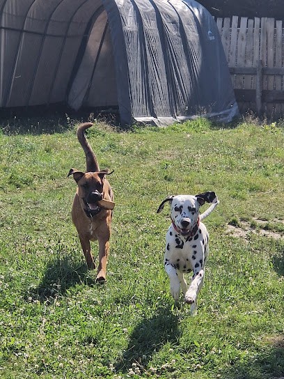 Anim’o Passion, Pension pour Chiens à Châtonnay
