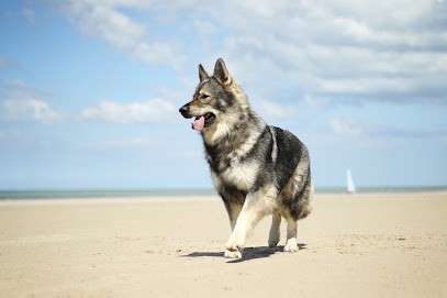 Clos des Fées et de l'Ours, Pension pour Chiens à Leffrinckoucke