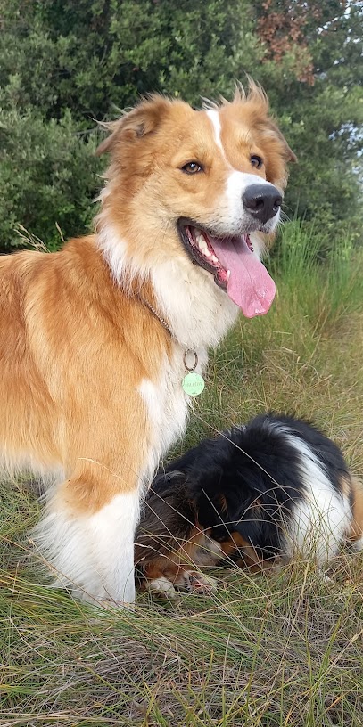 Comme À La Maison, Pension Pour Chien à Brousses-et-Villaret