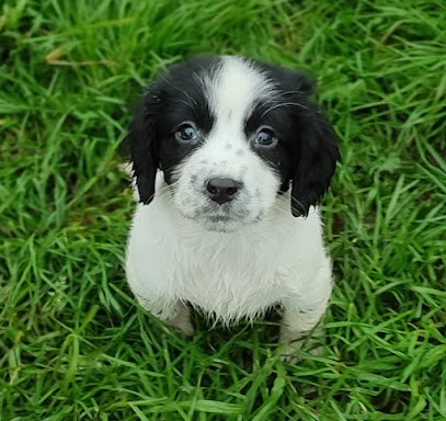 Élevage de la Pepey, Eleveur de Chiens à Montsûrs-Saint-Céneré
