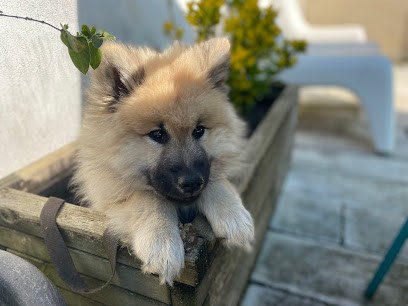 Gali'Pet - Éducateur canin comportementaliste, Dresseur de Chiens au Raincy