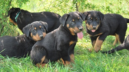 Les Reflets de Braises, Eleveur de Chiens à Faget-Abbatial