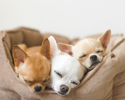 Little Chihuahua, Eleveur de Chiens à Pezens