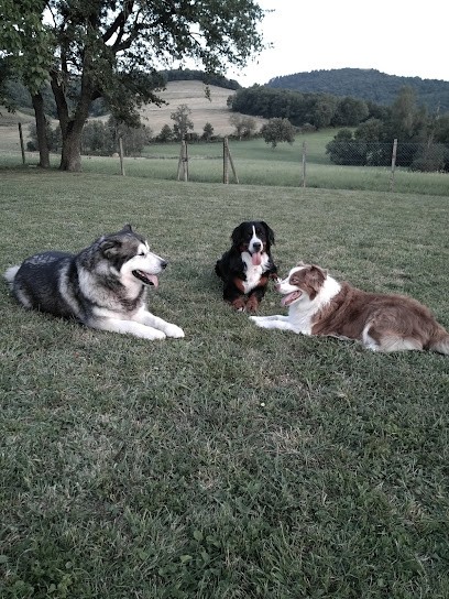 Olivier Lapeyre - éducateur Comportementaliste Canin, Dresseur de Chiens à Sorèze