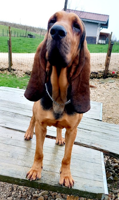 Elevage du Montgardon, Eleveur de Chiens à Condal