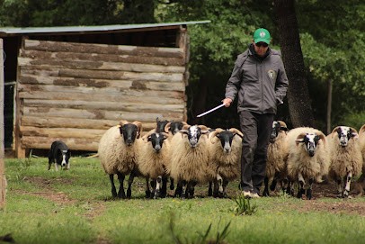 PIMAWI Border Collie, Dresseur de Chiens à Limoux