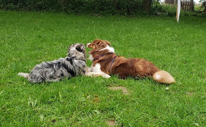 Affection Canine, Dresseur de Chiens à Langouet