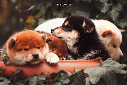 Shukumei No Akiko - Shiba Inu, Éleveur De Chiens à Villemomble