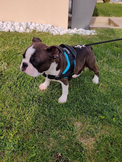 Élevage familial et professionnel de Boston Terrier LOF, Eleveur de Chiens à Minot