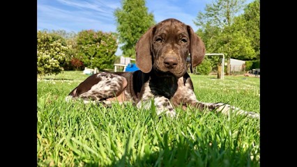 Duhamel Nicolas, Dresseur de Chiens à Siracourt