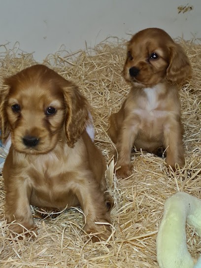 Élevage canin, Eleveur de Chiens au Castéra