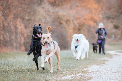 Canidéfi Dresseur De Chiens à Villeneuve-le-Comte