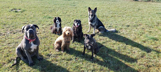 Educanine Sud Loire, Dresseur De Chiens à la Regrippière