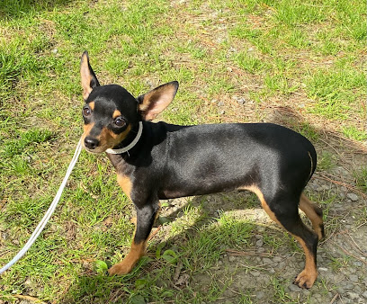 Des Dunes De Keremma, Chihuahuas, Russkiy Toy, Biewer, Spitz Éleveur De Chiens à Plouguerneau