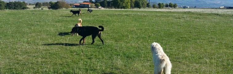 Fox&co Éducation Canine Orléans, Dresseur de Chiens à Olivet