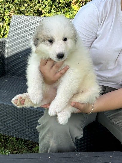 élevage familial Le Hameau des Nours, Eleveur de Chiens à Thoiré-sous-Contensor