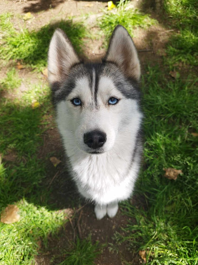 Pomsky Du Bout Du Monde, Éleveur De Chiens à Plomeur
