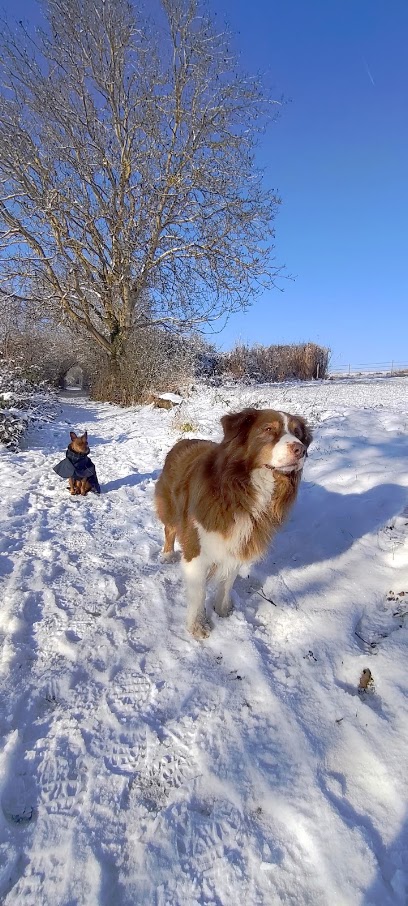 Hubert Hamot Éducateur Canin À Hennezis Entre Les Andelys, Vernon Et Gisors, Dresseur De Chiens à Hennezis