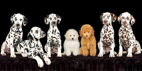 Élevage Du Petit Lord (caniches nains et toys, dalmatiens), Eleveur de Chiens à Gorbio