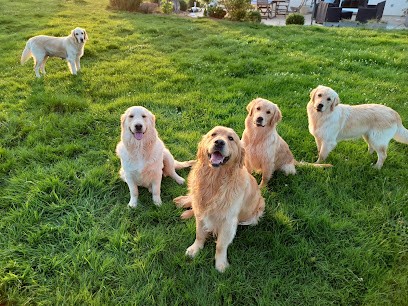 Élevage des Pépites Terre De Sienne, Eleveur de Chiens à Aubermesnil-Beaumais