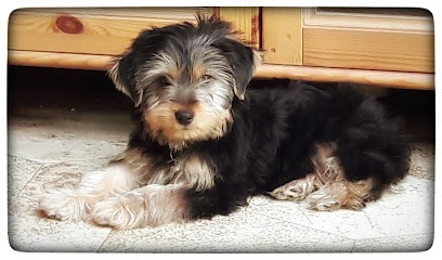 Duhamel Patricia, Eleveur de Chiens à Marquise