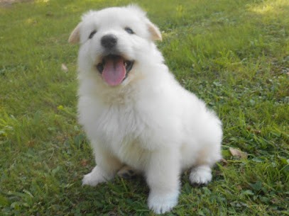 Domaine Prairie des Bergers, Eleveur de Chiens à Palluau-sur-Indre