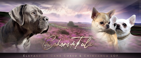 Des Cohors De Tula, élevage De Cane Corso Et Chihuahua LOF, Eleveur de Chiens à Lézigneux