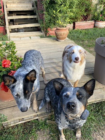 Elevage De La Forêt Des P'tits Loups Éleveur De Chiens à Six-Fours-les-Plages