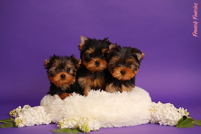 Elevage de Yorkshire Terrier, Eleveur de Chiens à Gargilesse-Dampierre