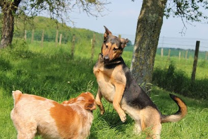 Au Panier Douillet Pension Canine et Féline, Pension pour Chiens à Commune nouvelle d'Arrou