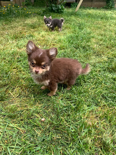 Élevage Familial De Chihuahua Et Pomchi Au Chichis De Nini Éleveur De Chiens à Castagniers