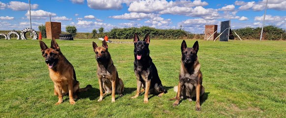 éducateur Canin à Domicile Laurent BRUNA, Dresseur de Chiens à Pamiers