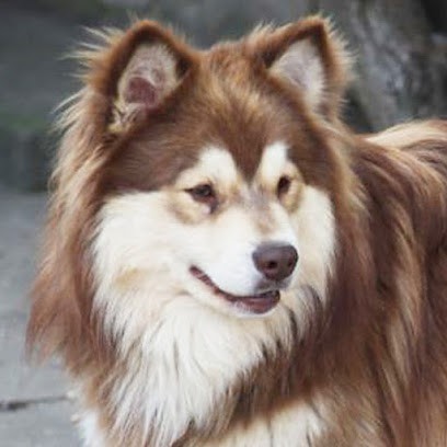 Elevage Du Domaine de Tangusko, Eleveur de Chiens à Nalliers