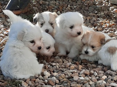 DU COURRIER DES ÎLES-COTON DE TULÉAR LOF, Eleveur de Chiens à Paulnay