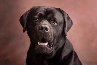 intelligence canine - éducateur et comportementaliste canin, Dresseur de Chiens à Lésigny