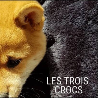 Du domaine LES TROIS CROCS : Élevage canin de Shiba inu en Isère Auvergne-Rhône-Alpes France, Eleveur de Chiens à Saint-Alban-du-Rhône