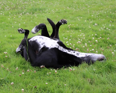 Education Canine - Conseil En Comportement - Chiens Des Villes, Dresseur de Chiens à Rambouillet