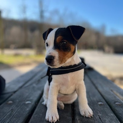 Malabar & Compagnie, Eleveur de Chiens à Saint-Alexandre