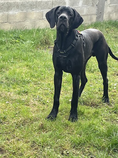 Elevage Des Terres Du Grazo, Eleveur de Chiens à Guéhenno
