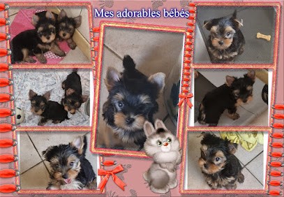 Elevage Du Chemin de Bausset Yorkshire Terrier, Eleveur de Chiens à Marignane