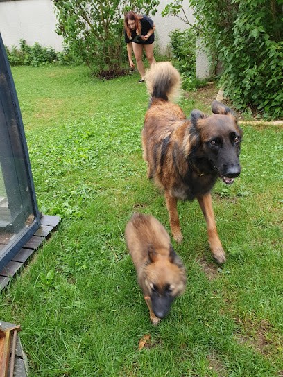 Elevage De La Patte Sacree, Eleveur de Chiens à Villers-lès-Guise