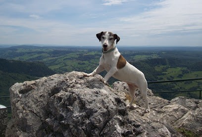 Clefs Aux Pattes, Dresseur de Chiens à Saint-Sylvestre-Cappel