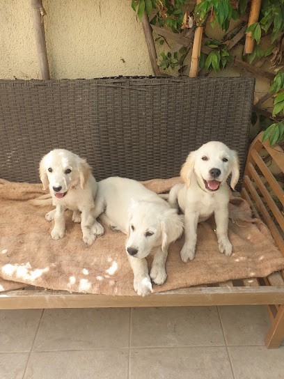 Le Ranch de Julie, Eleveur de Chiens au Thor