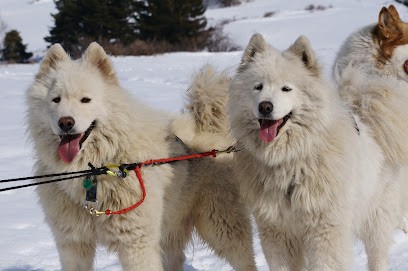 Terre Inukshuk Elevage De Samoyèdes De Sibérie, Traîneau à Chiens, Cani-randonnée, Eleveur de Chiens à Laburgade
