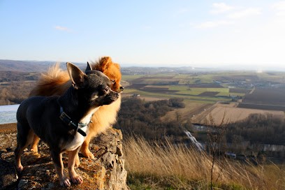 Elevage de la Volpe Nera, Eleveur de Chiens à Vichel